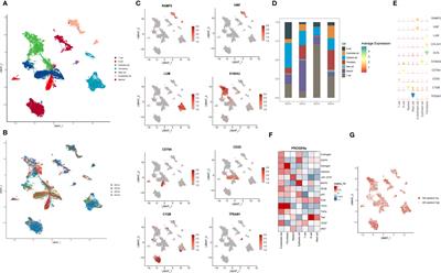 Single-cell mapping of N6-methyladenosine in esophageal squamous cell carcinoma and exploration of the risk model for immune infiltration